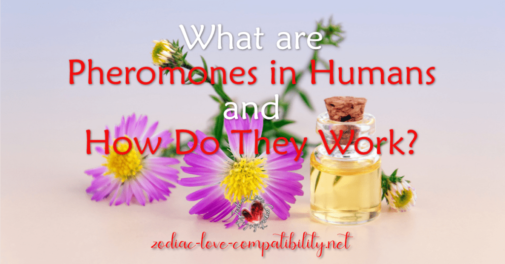 what are pheromones in humans